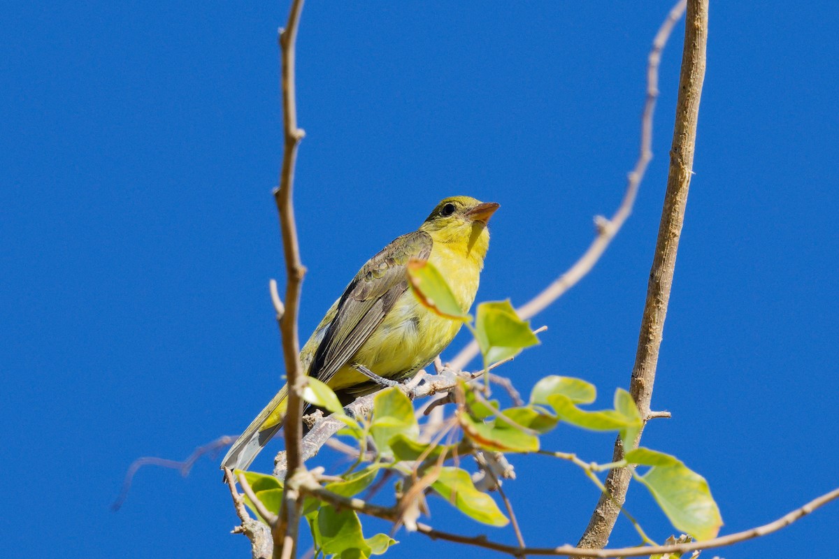 Piranga Escarlata - ML647275746