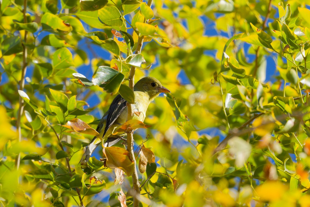 Piranga Escarlata - ML647275747