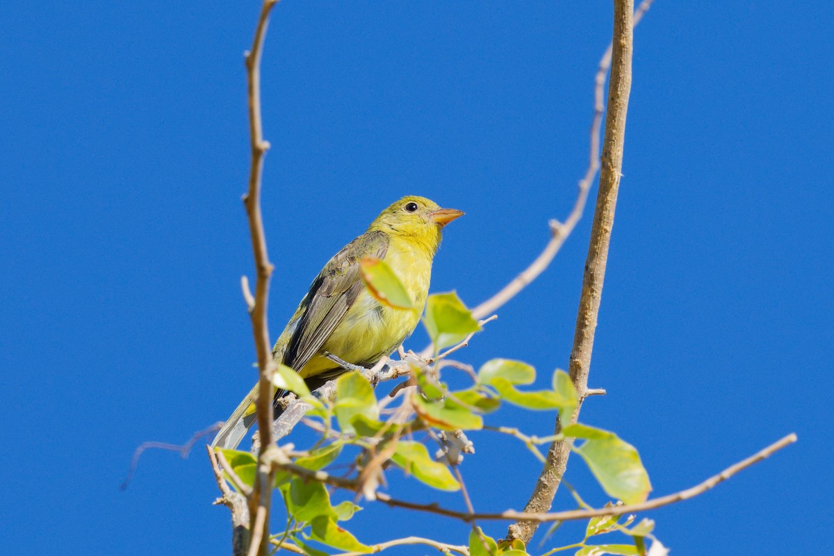 Piranga Escarlata - ML647275748