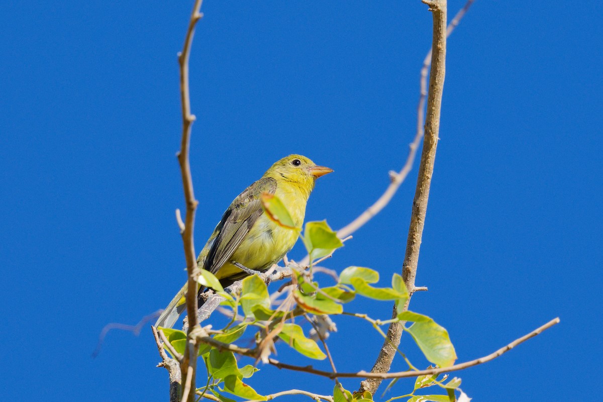 Piranga Escarlata - ML647275749
