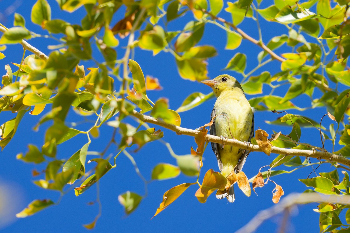 Piranga Escarlata - ML647275750