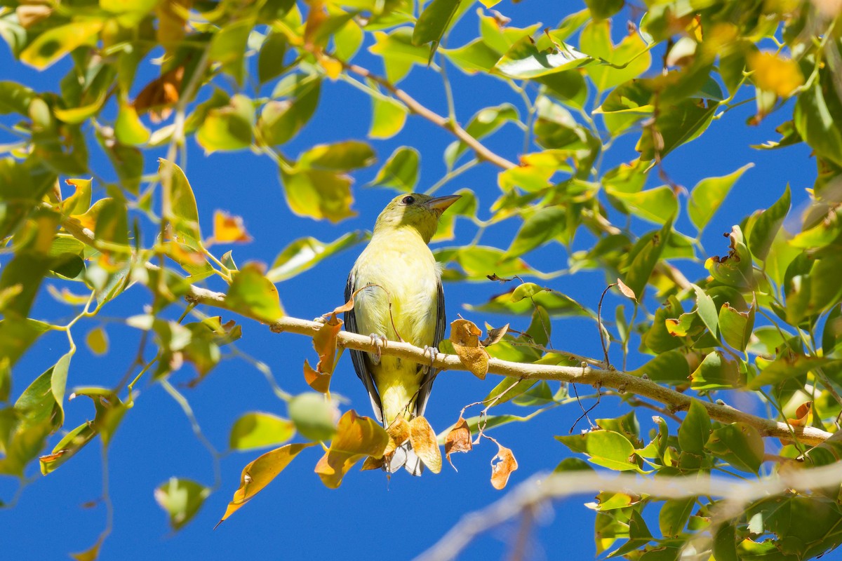 Piranga Escarlata - ML647275751