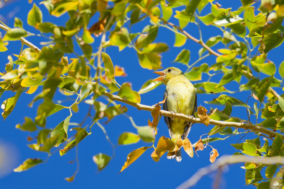 Piranga Escarlata - ML647275752