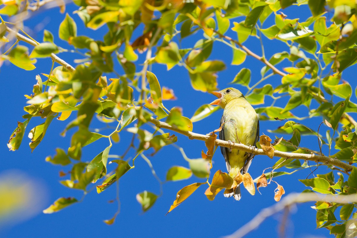 Piranga Escarlata - ML647275753