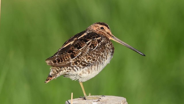 Wilson's Snipe - ML647275755