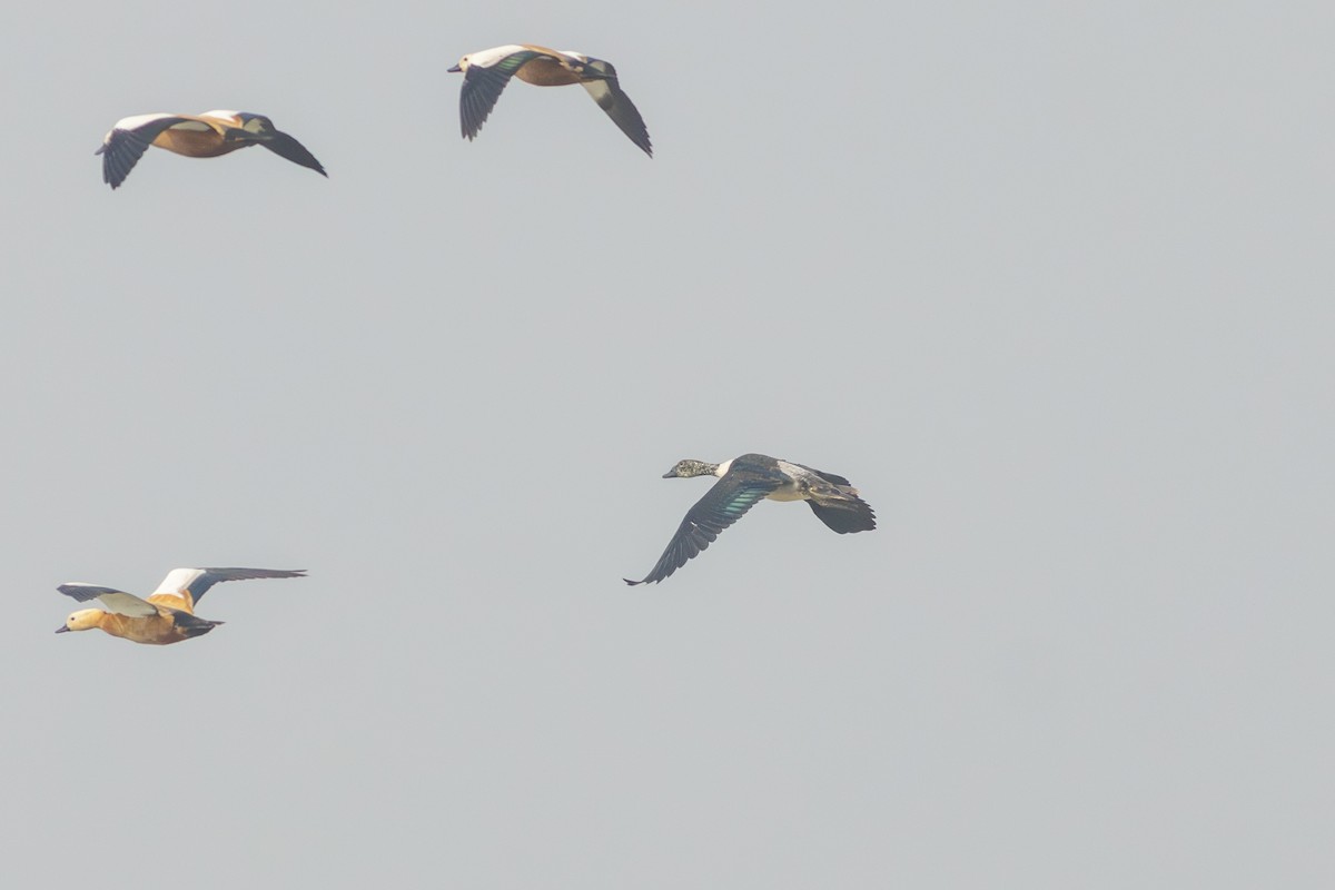 Качка шишкодзьоба - ML647275756