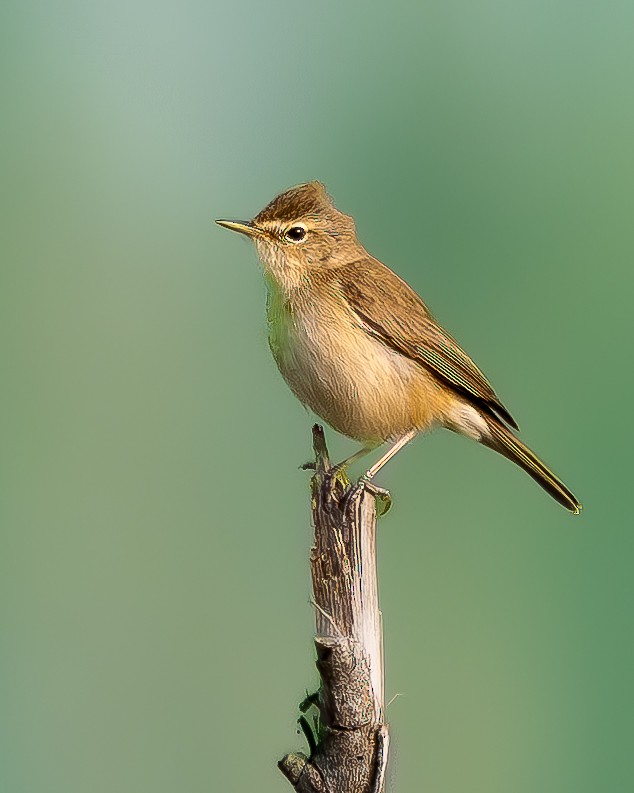Booted Warbler - ML647275762
