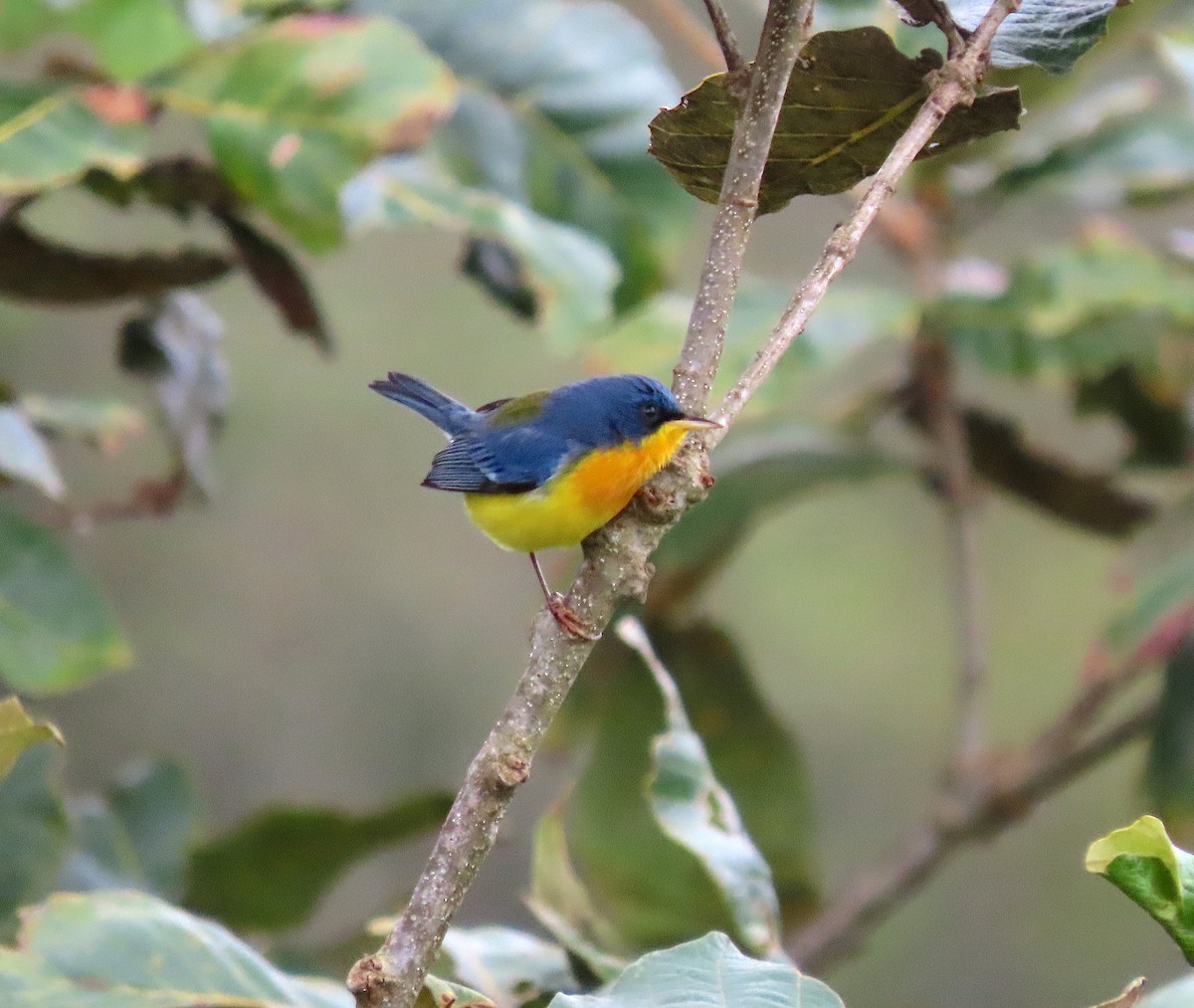 Tropical Parula - ML647275770