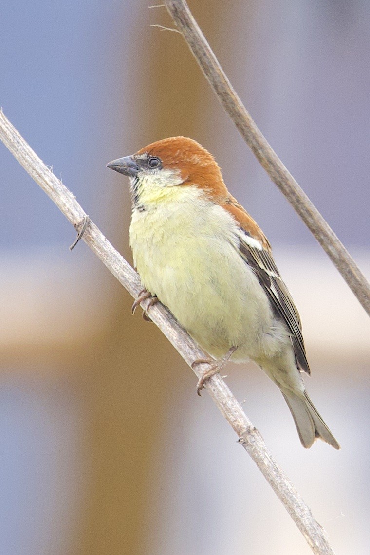 Russet Sparrow - ML647275772