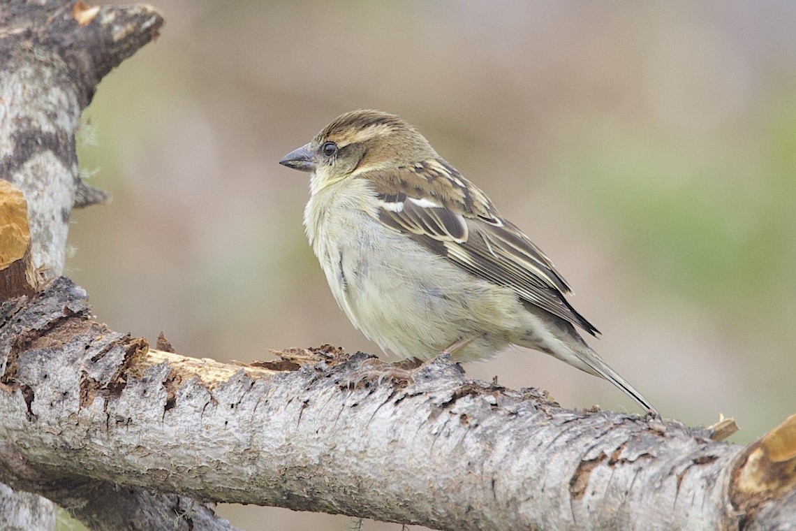 Russet Sparrow - ML647275773