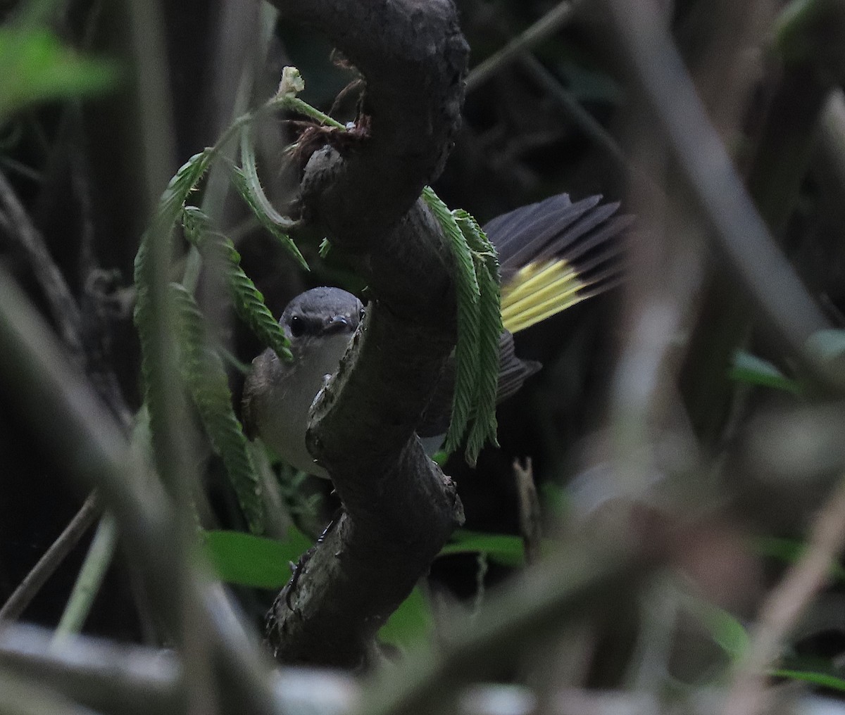 American Redstart - ML647275778