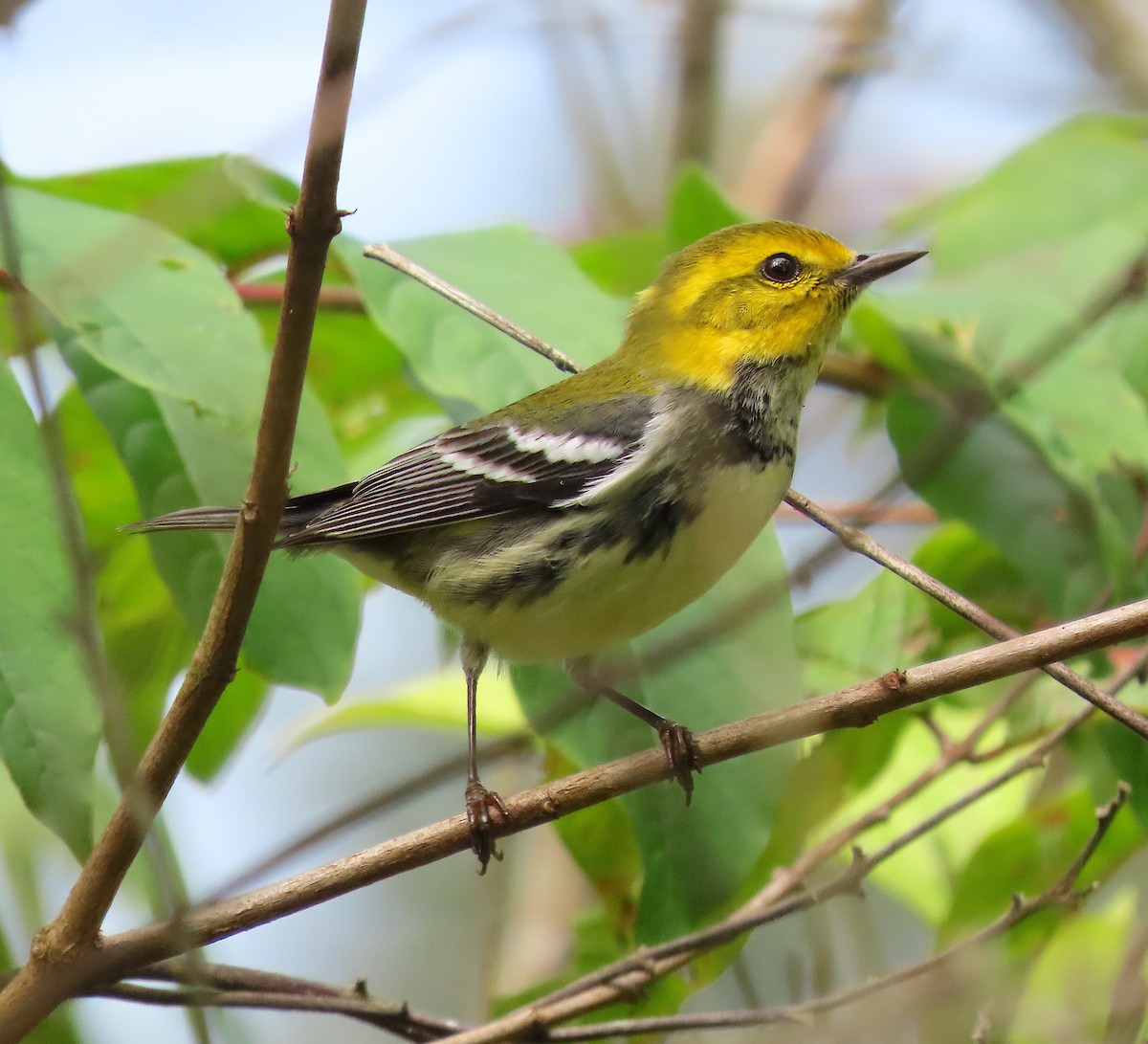 Black-throated Green Warbler - ML647275780