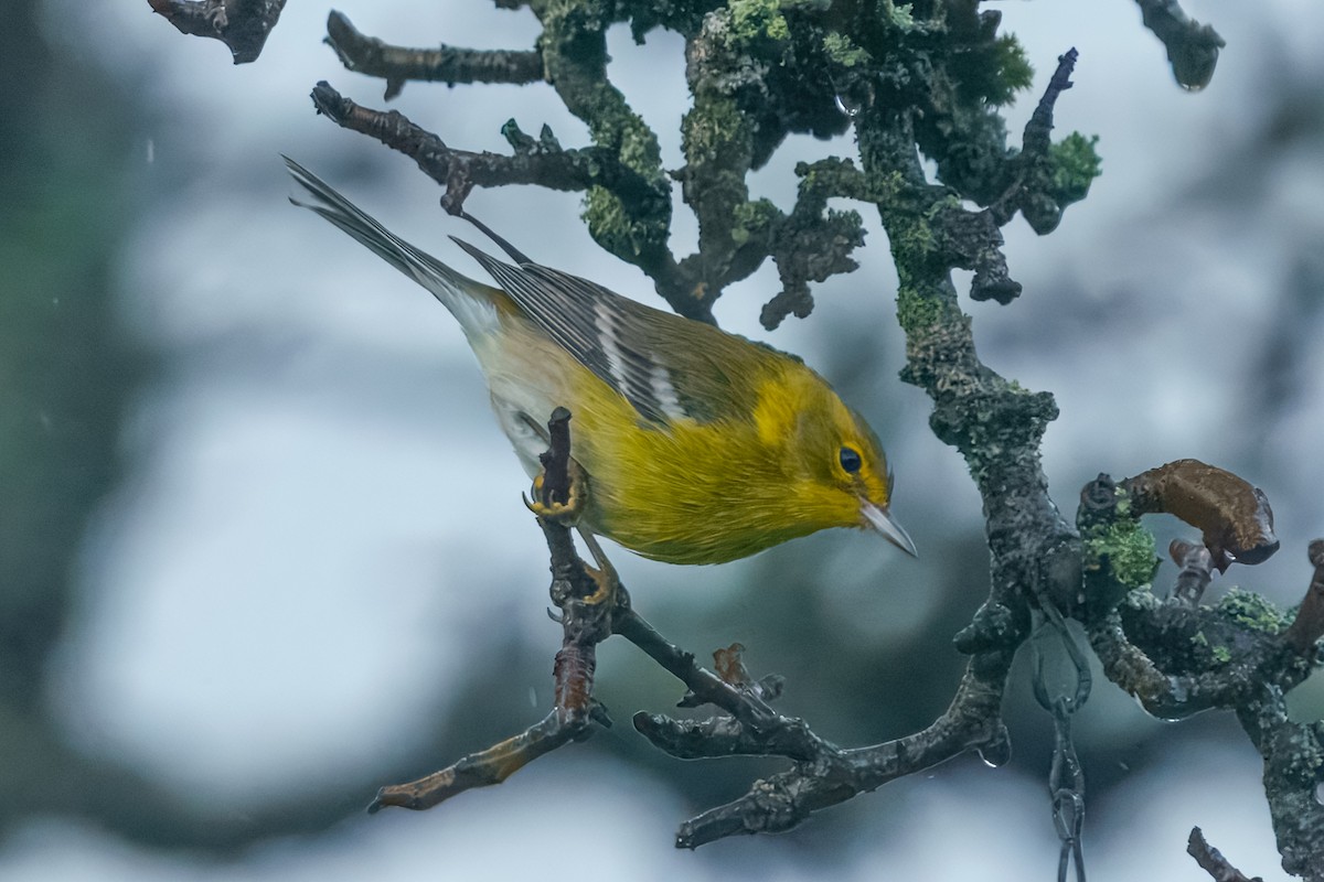 Kiefernwaldsänger - ML647275782