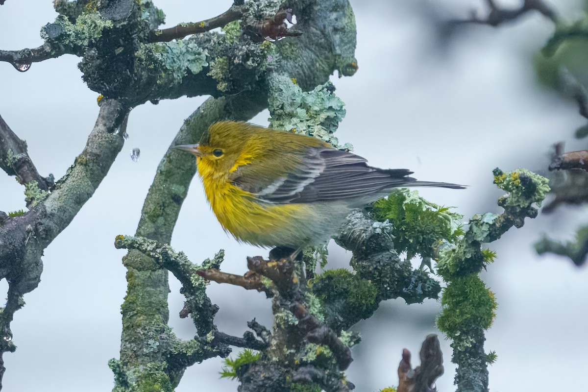 Kiefernwaldsänger - ML647275783