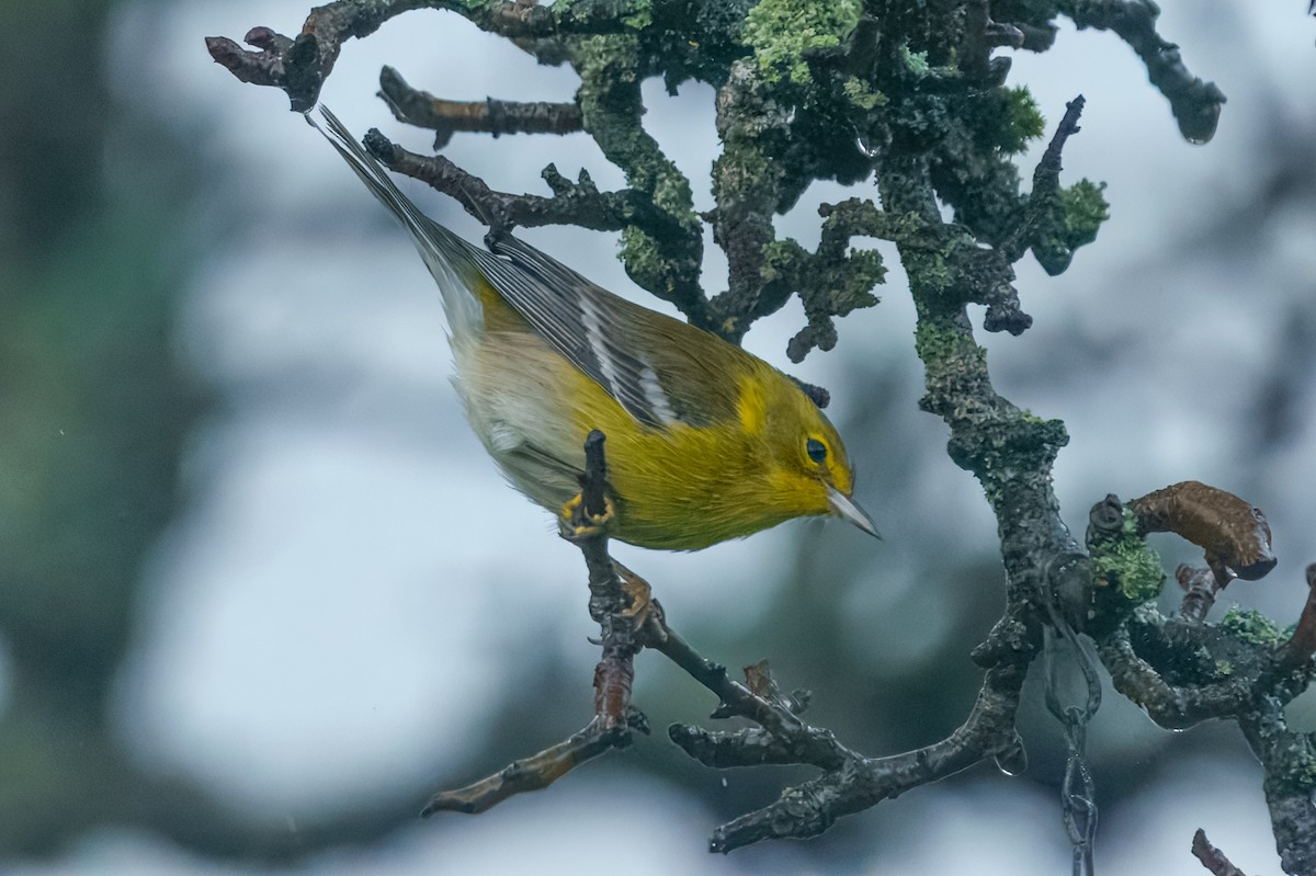 Kiefernwaldsänger - ML647275784