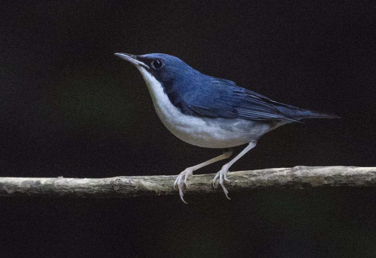Siberian Blue Robin - ML647275792
