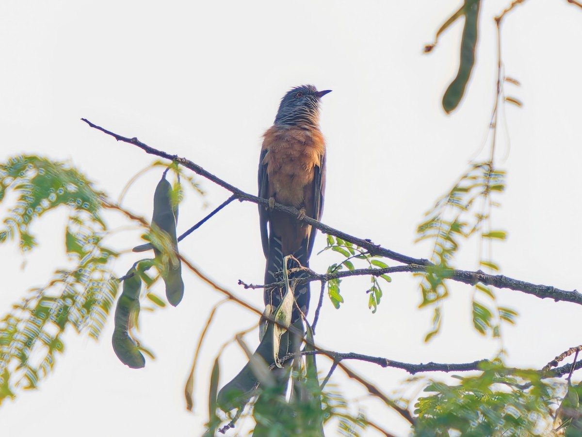 Plaintive Cuckoo - ML647275794