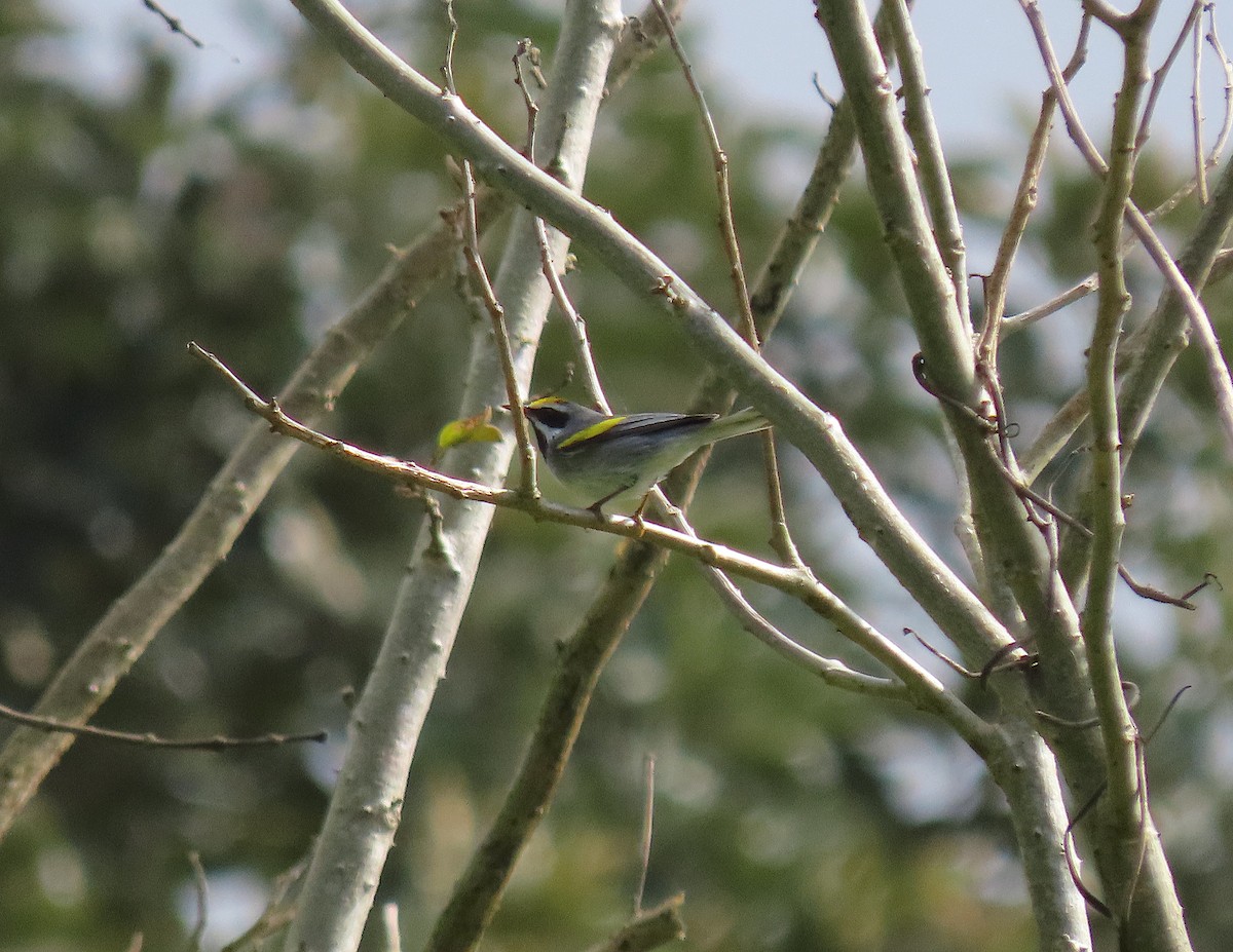 Golden-winged Warbler - ML647275795