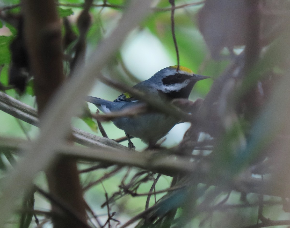 Golden-winged Warbler - ML647275796