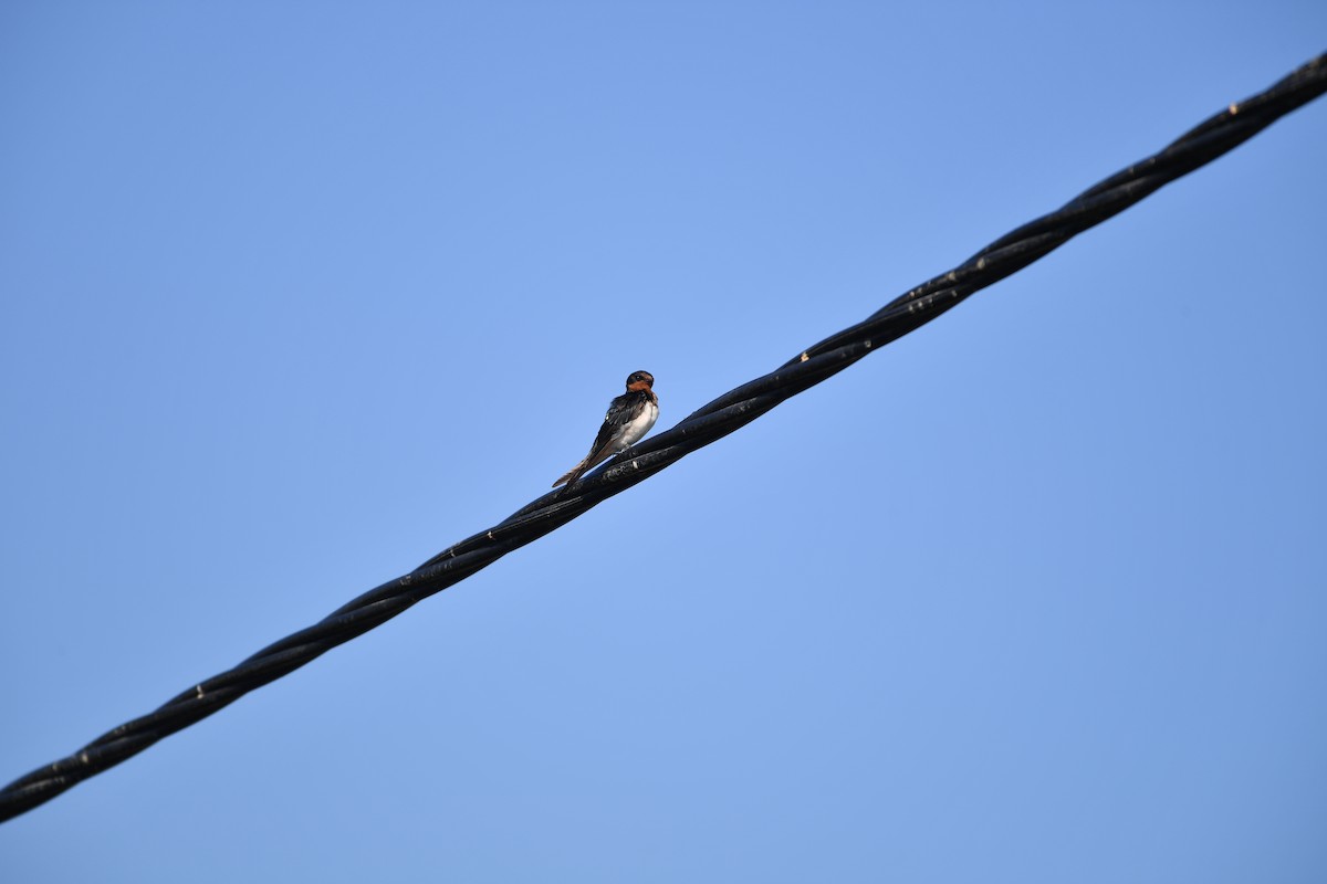 Ластівка сільська - ML647275798