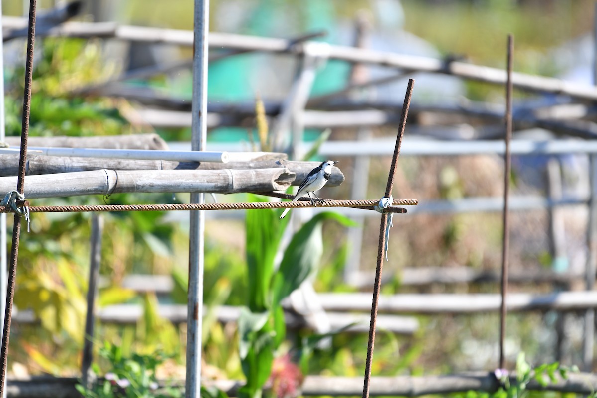 Bachstelze - ML647275799