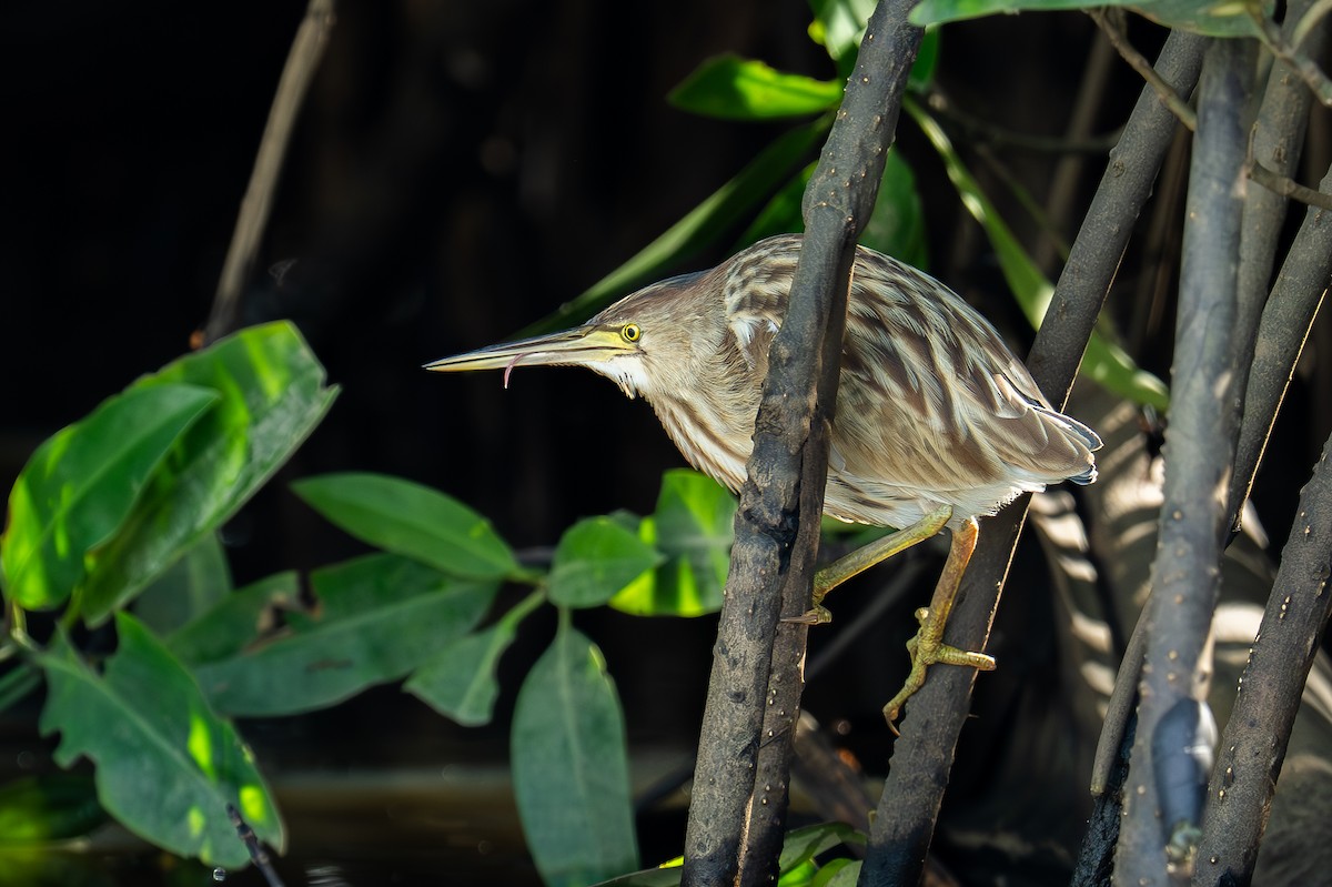 Chinadommel - ML647275800