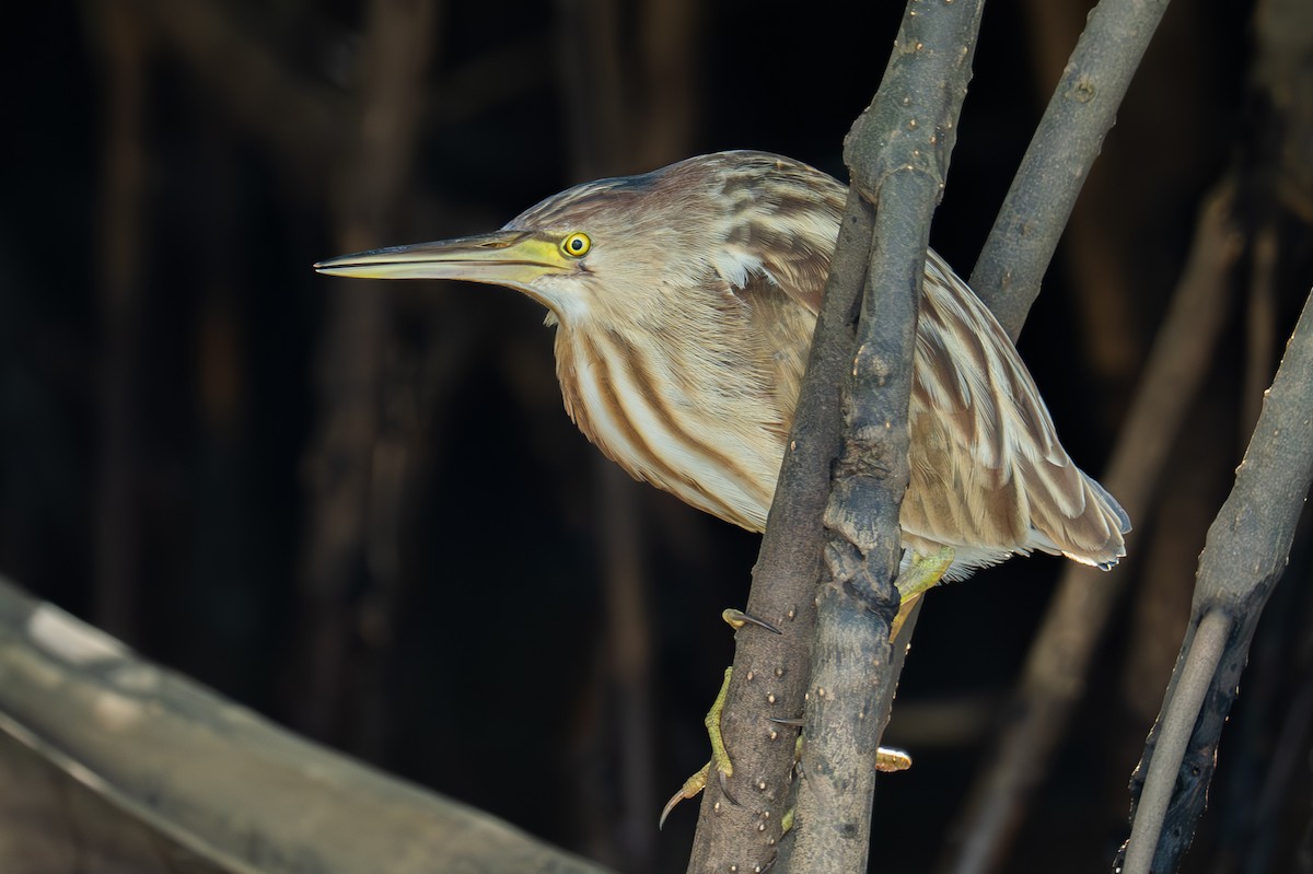 Chinadommel - ML647275801