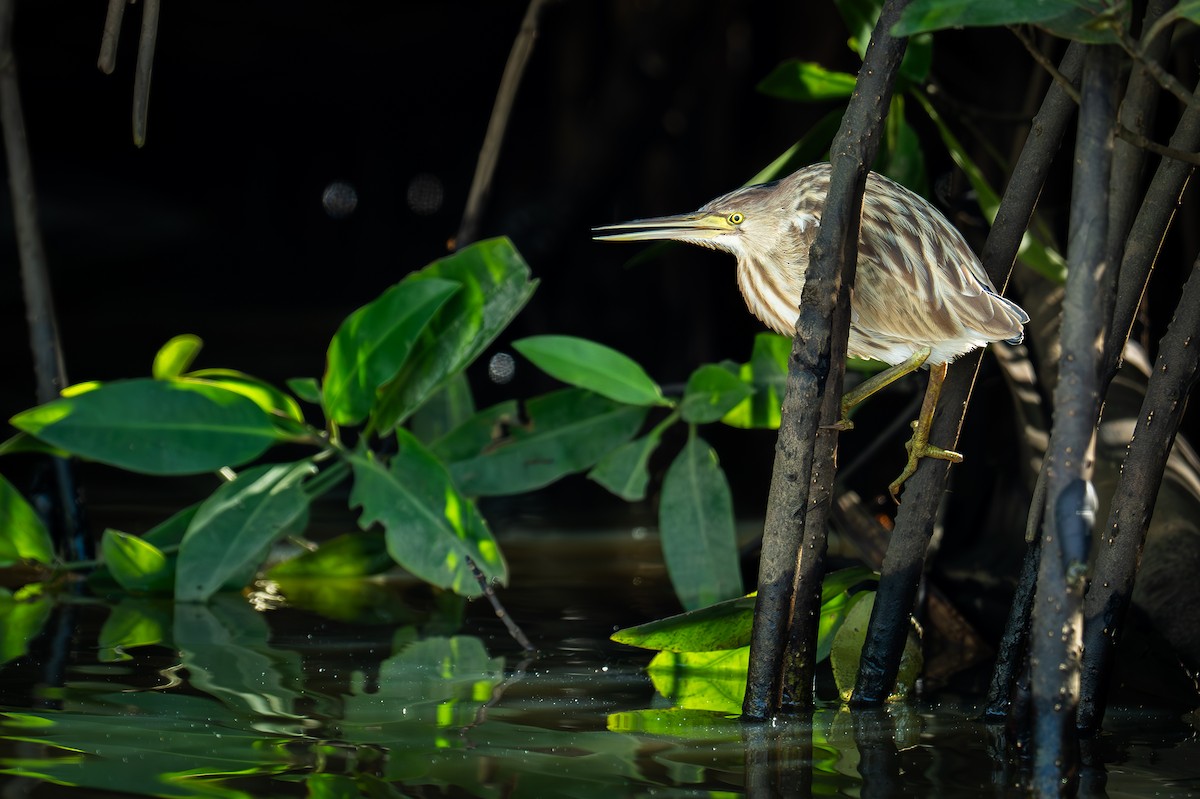 Chinadommel - ML647275802