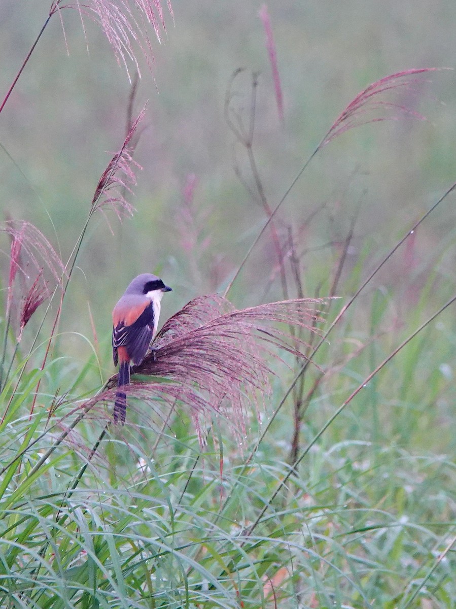 Schachwürger - ML647275803