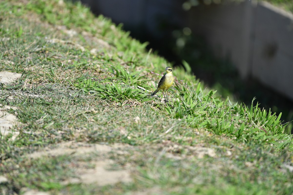 Tschuktschenstelze - ML647275805