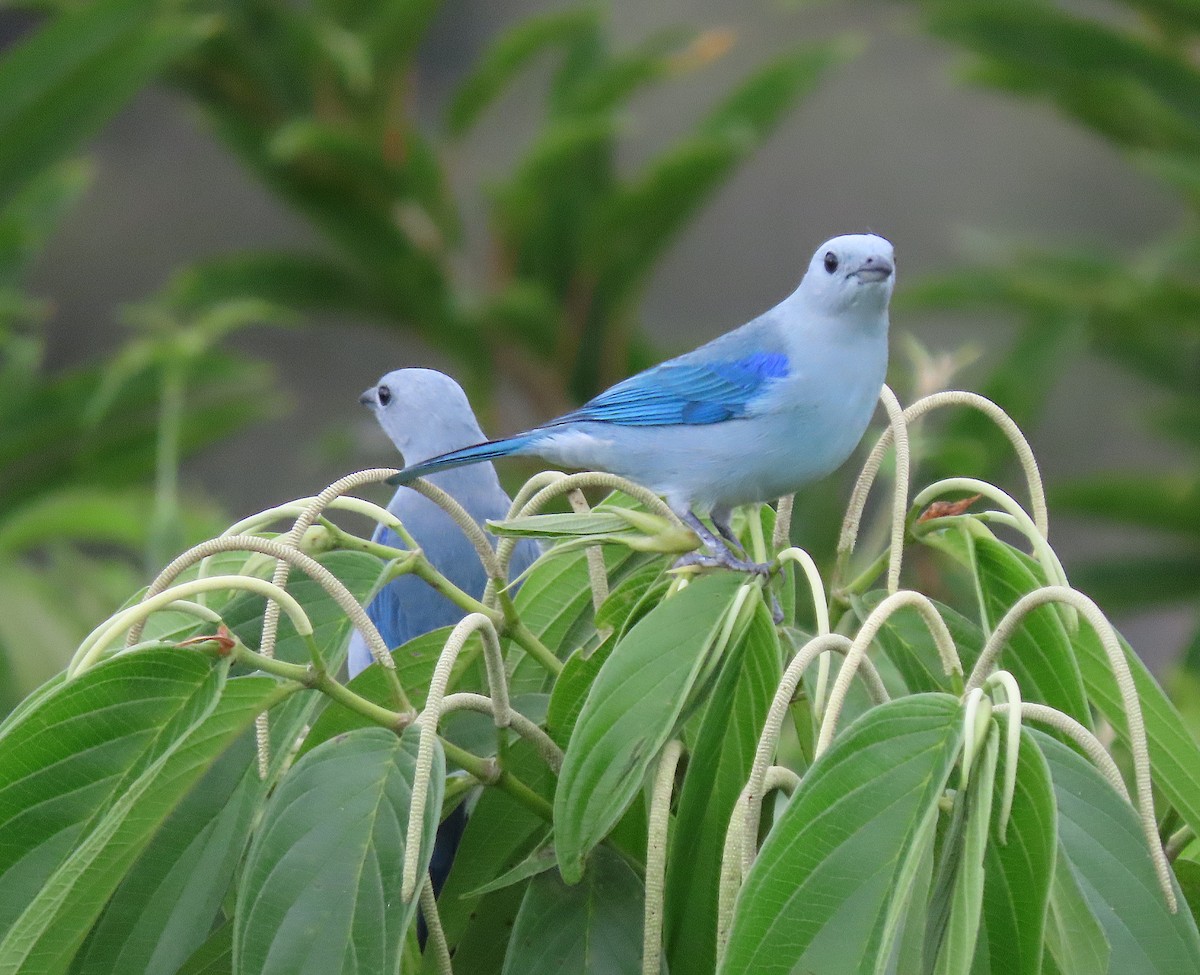 Bischofstangare - ML647275806