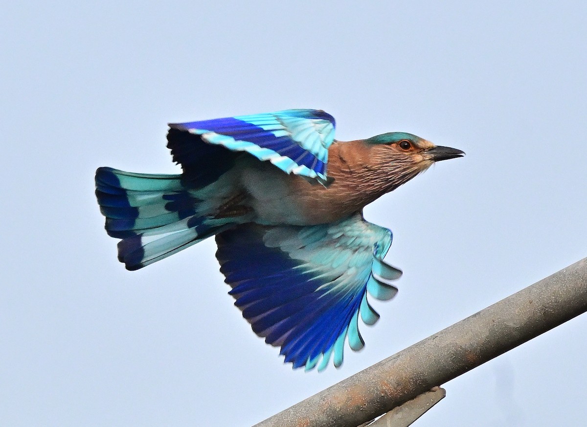 Bengalenracke - ML647275807