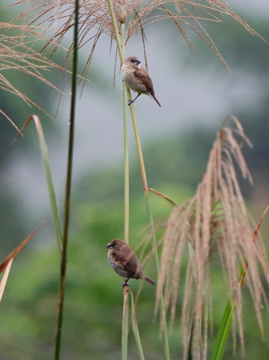 Muskatbronzemännchen - ML647275808