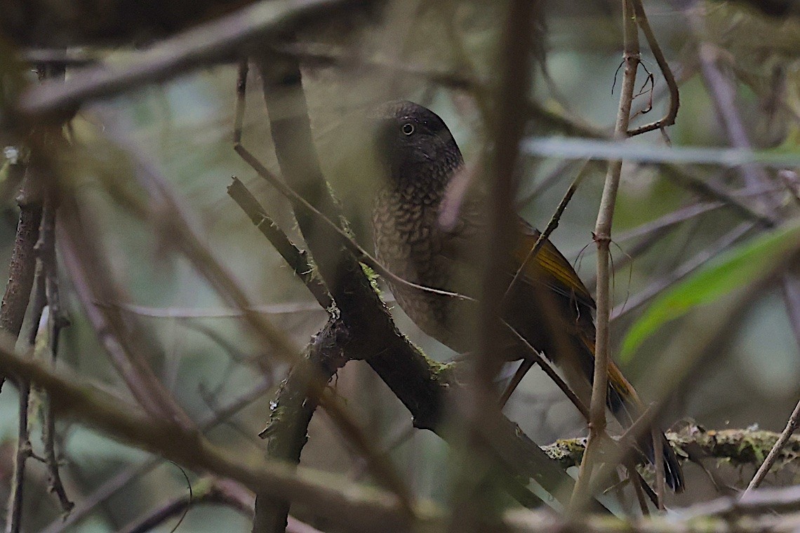 Goldschuppenhäherling - ML647275809