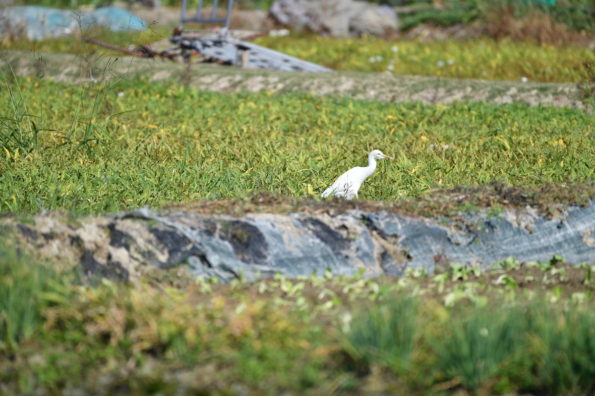 Koromandelkuhreiher - ML647275810