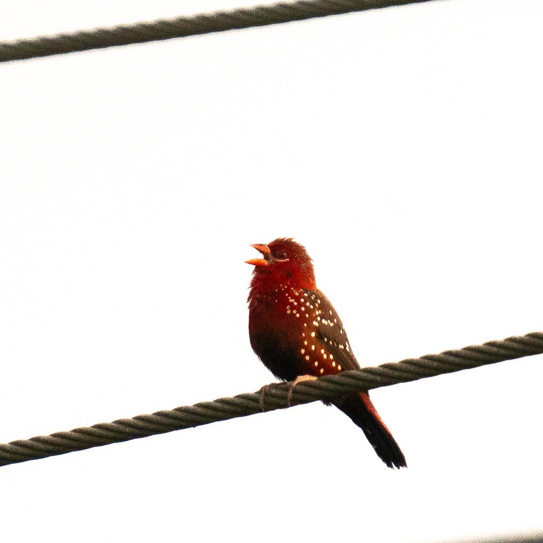 Tüpfelastrild - ML647275811