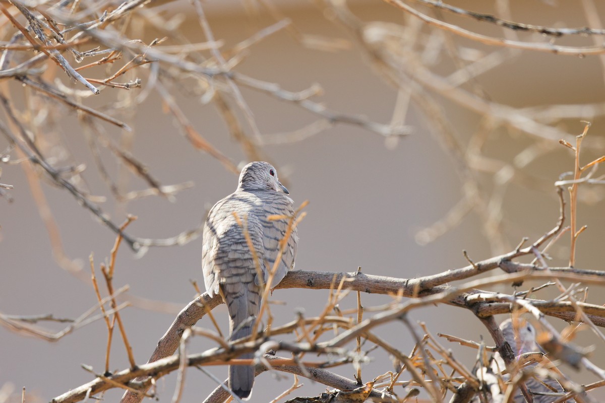 Inkatäubchen - ML647275812