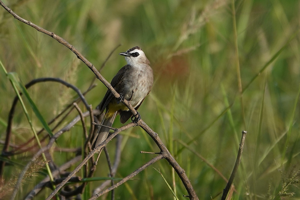 Schwarzzügelbülbül - ML647275813