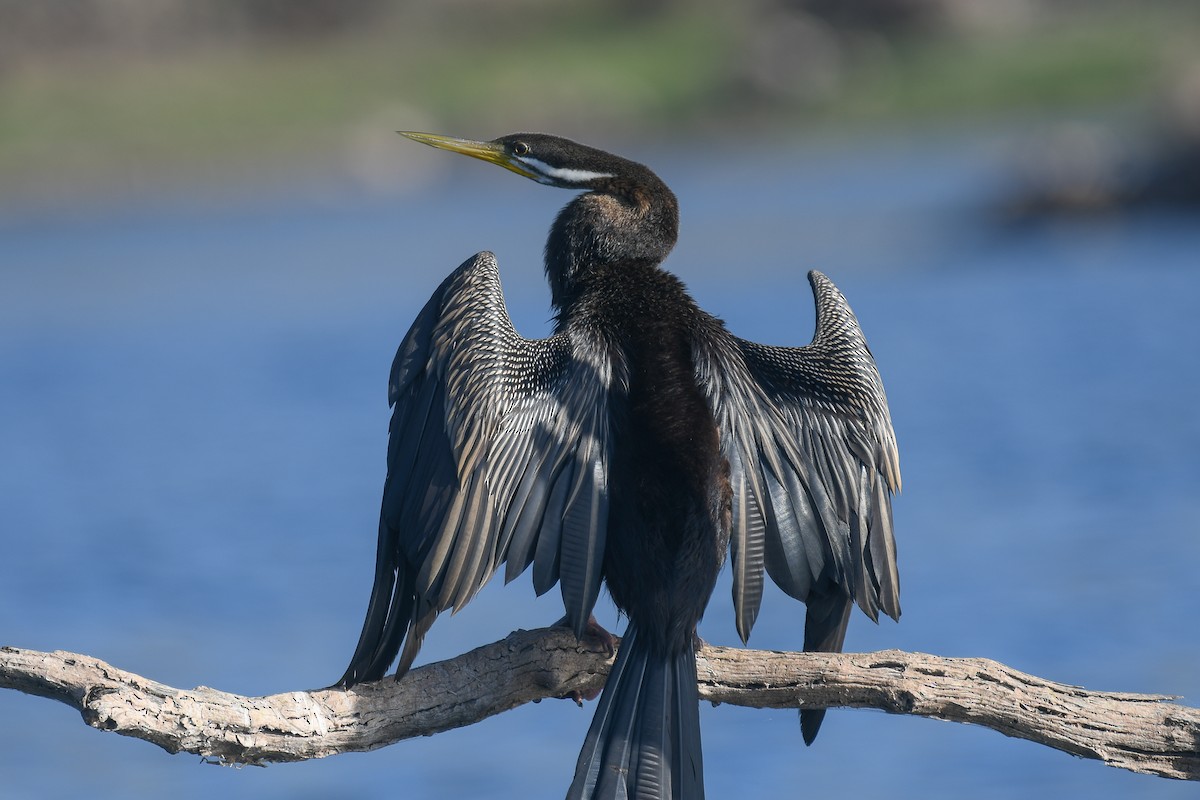 Austral-Schlangenhalsvogel - ML647275814