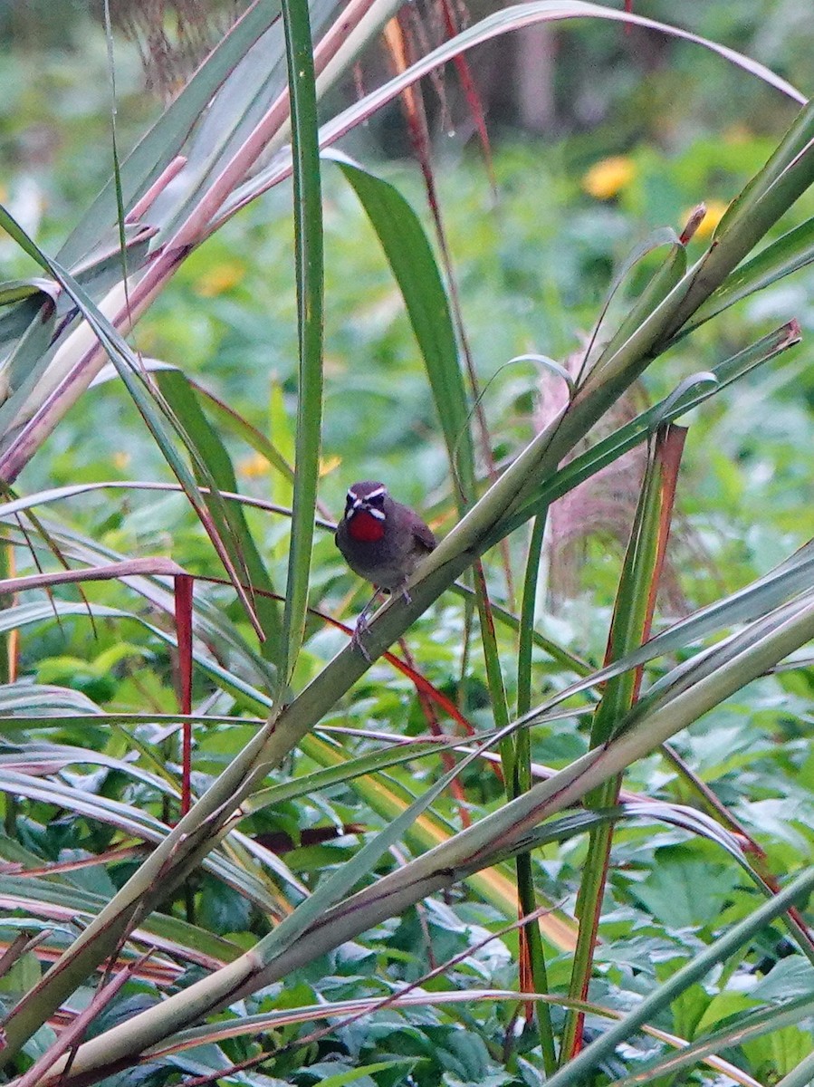 Rubinkehlchen - ML647275816