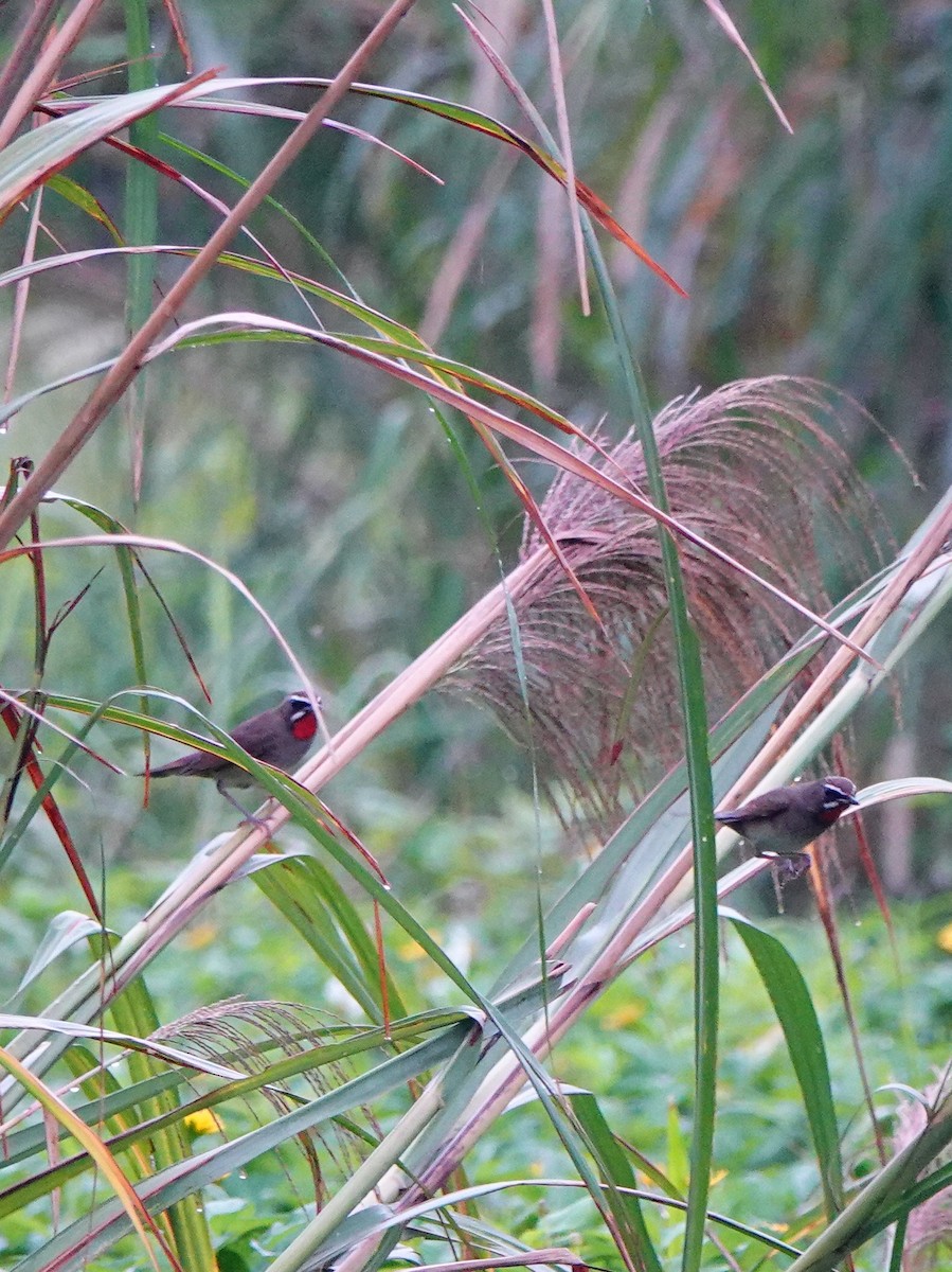 Rubinkehlchen - ML647275817