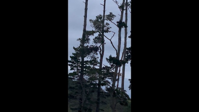 Jägerliest - ML647275819