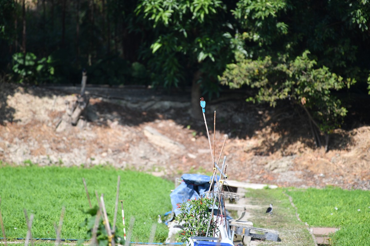 Braunliest - ML647275820