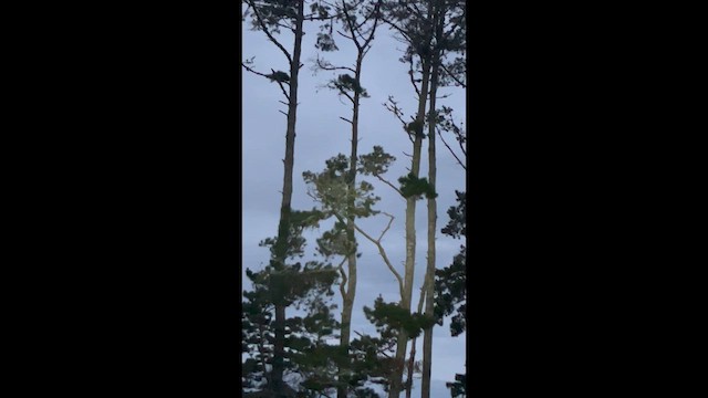 Laughing Kookaburra - ML647275821