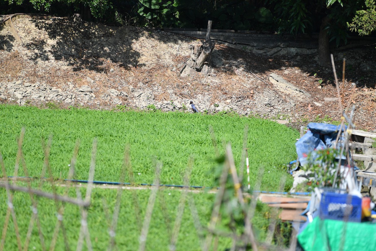 Rotschnabelkitta - ML647275823