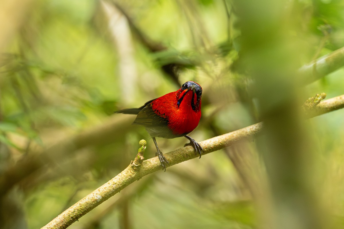 Karmesinnektarvogel - ML647275824