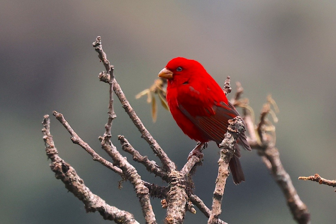 Scharlachgimpel - ML647275826