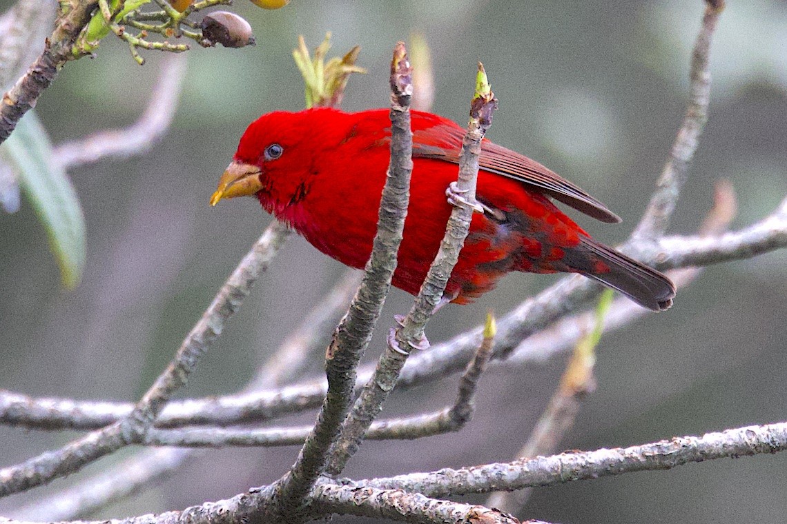 Scharlachgimpel - ML647275827