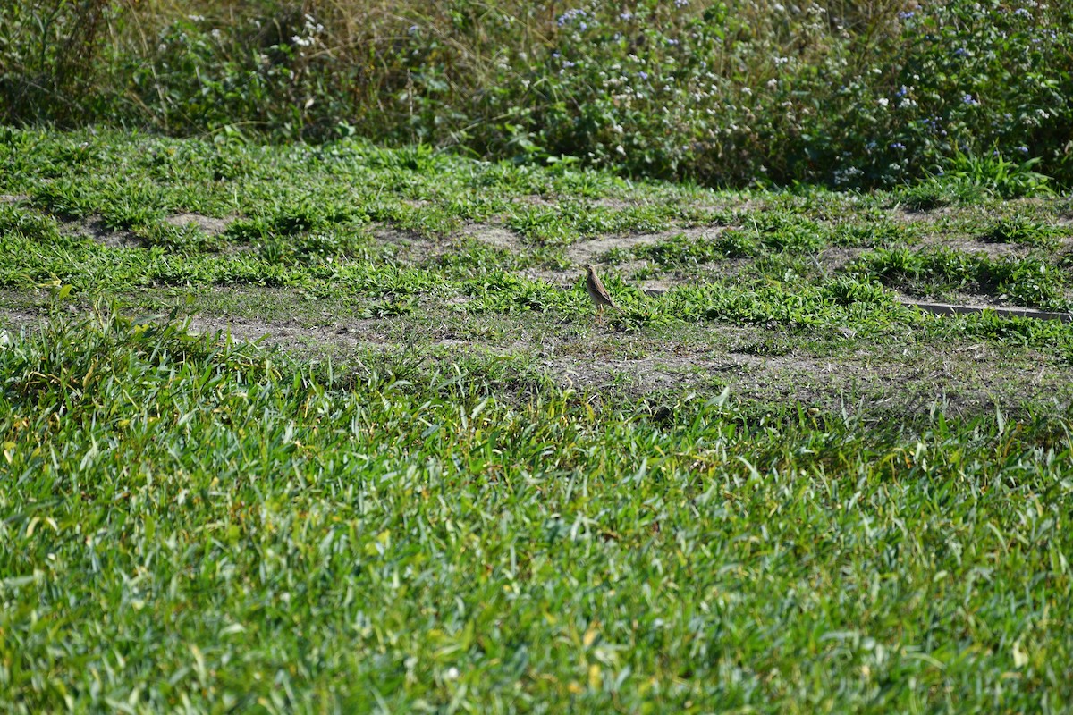 Richard's Pipit - ML647275828