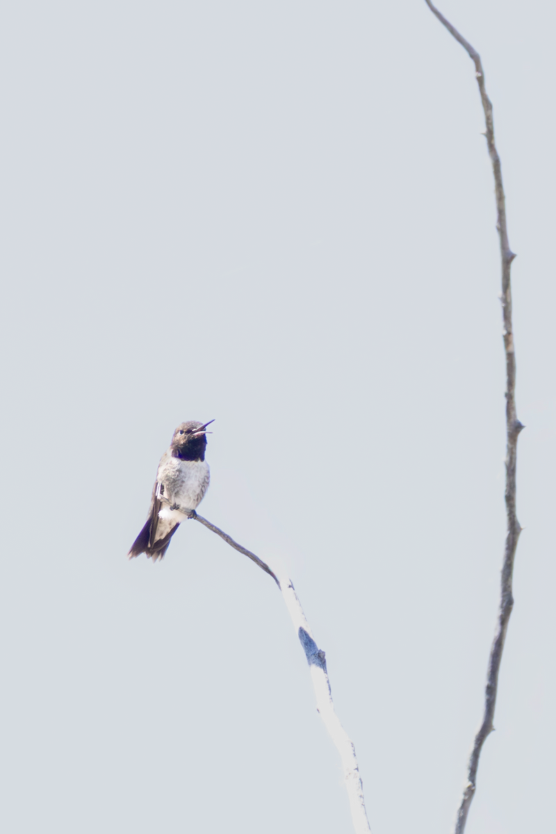 Schwarzkinnkolibri - ML647275829